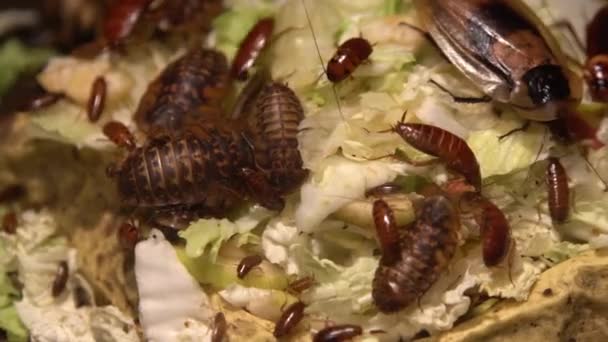 異なる種のゴキブリのグループ大小の食べ物を食べる 家庭用ゴキブリは台所でキャベツとパンを食べる 昆虫の家族だ 有害な昆虫だ 赤ゴキブリセット — ストック動画
