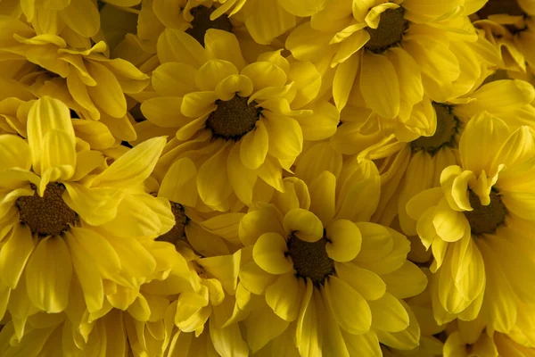 Žluté Květy Chryzantémy Květinový Detail Květinové Květiny Pozadí — Stock fotografie