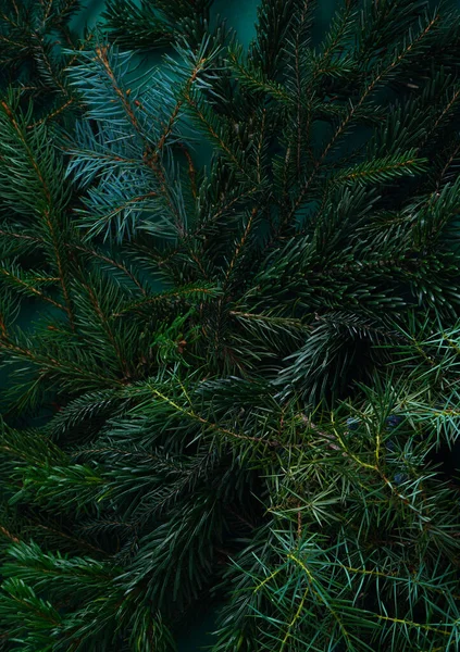 圣诞树的自然绿色背景 松树枝条 十二月的情绪概念 不同品种针头的云杉分枝 — 图库照片