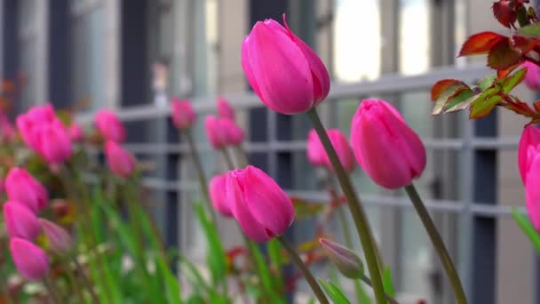 Rosa Tulpen Einem Blumenbeet Die Tulpenknospe Wiegt Sich Wind Blumenbeet — Stockvideo