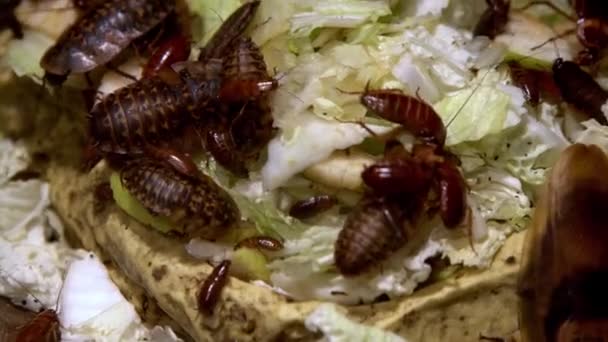 바퀴벌레들 음식을 먹는다 집안의 바퀴벌레는 부엌에서 양배추와 먹는다 해로운 바퀴벌레 — 비디오