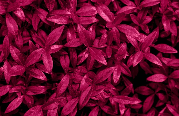 Φολίδα Φόντο Viva Magenta Κόκκινο Φύλλο Πάνω Όψη Χρώμα Του — Φωτογραφία Αρχείου