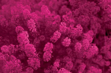 Viva Magenta renklerinde çiçek arkaplanı. Kırmızı yaprak üst görünümü. 2023 Yılı Rengi