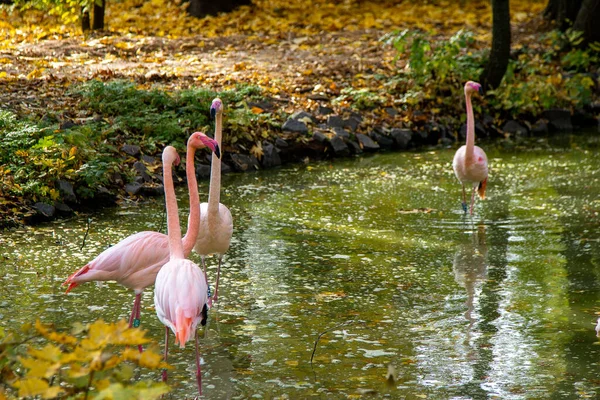 ピンクフラミンゴの鳥の動物 大規模なフラミンゴフェニコテロスのバラ グループ 鳥の群れ 屋外の自然 野生動物のシーン 緑の成長の下で放牧 浅い水に立つ — ストック写真