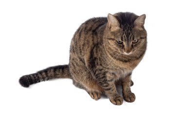 Beyaz arka planda izole edilmiş Avrupalı bir kedi. Genç bir kaplumbağa kabuğu kedisi oturuyor. Kızıl çizgili evcil hayvan. Kısa saçlı.