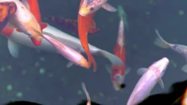 Pek çok renkli Carp üst görünümü var. Kırmızı, beyaz ve turuncu koi sazanları Cyprinus carpio balıkları gölette yüzüyorlar. Farklı boyutlarda renkli altın balıklar gölde yüzer. Büyük sürü..