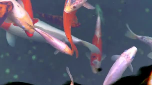 Многие Разноцветные Fancy Carp Вид Сверху Пруду Плавает Группа Красных — стоковое видео