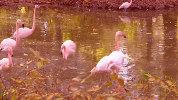 粉红火烈鸟动物 大火烈鸟 萤火虫 成群的鸟儿 野外的自然 野生动物的场景 在绿色的灌木丛中吃草 站在浅水里 — 图库视频影像