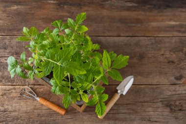 Domates tohumları. Bahar bahçıvanlığı. Domates çalısı. Evde sebze yetiştir. Üreme ve sebze bahçesi ekme. Bir kutuya yerleştir. Ahşap arkaplan.