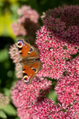 Tavus kuşu kelebeği pembe bir Sedum çiçeğinin üzerinde yemek yiyor, tavşan lahanası. Böceklerin döllediği bir çiçek tarlası. Kelebekler uçar. Doğa güneşli bir gün. Böcek. Kelebek kanatları. Yeşil fabrikayı kapatın..