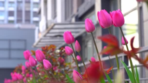 Tulipes Roses Dans Lit Fleurs Bourgeon Tulipe Oscille Dans Vent — Video