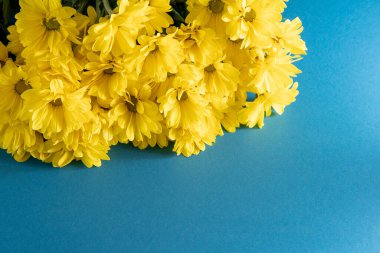 Sarı kasımpatı çiçekleri. Çiçek yakın plan. Mavi arka planda çiçek. Boşluğu kopyala.