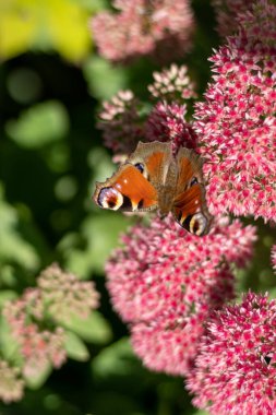 Tavus kuşu kelebeği pembe bir Sedum çiçeğinin üzerinde yemek yiyor, tavşan lahanası. Böceklerin döllediği bir çiçek tarlası. Kelebekler uçar. Doğa güneşli bir gün. Böcek. Kelebek kanatları. Yeşil fabrikayı kapatın..