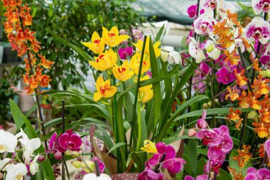 Different multicolored orchids background. Grow colorful phalaenopsis flowers at home. The orchid is rare. Bright yellow pink flower. Orchid flowers and leaves collection. Flower arrangement. Floral