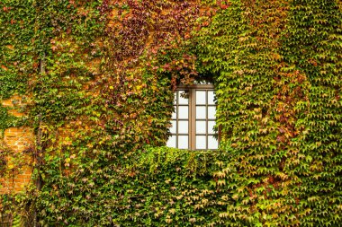 The window of the house is overgrown with ivy. Green, red and yellow leaf. Facade of the building with windows braided with plants. Facade autumn eco house evergreen hedge wall overgrown wild grapes