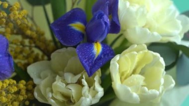 Spring bouquet of flowers. Irises, tulips, mimosa and eucalyptus. Yellow and blue flower. Bud close-up. Floral background. Purple iris, white double tulip. Gift. March mood.