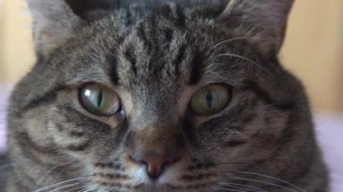 Domestic gray tabby cat of European breed. Close-up of a cats muzzle. The cat is watching closely. Eyes, nose and whiskers of a pet. Calm animal.