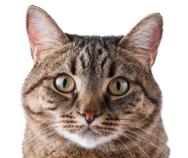 Close-up portrait of a cat isolated on white. A cat of a European breed looks into the frame. Brown gray striped fluffy. Pet.