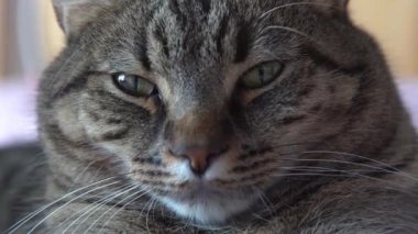 Domestic gray tabby cat of European breed. Close-up of a cats muzzle. The cat is watching closely. Eyes, nose and whiskers of a pet. Calm animal.