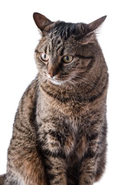 Cat isolated on white. A cat of a European breed looks. Brown gray striped fluffy. Pet.