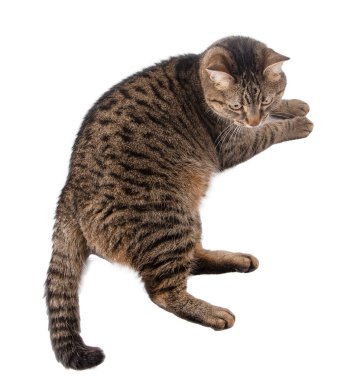 Cat isolated on white. A cat of a European breed looks. Brown gray striped fluffy. Pet. lying