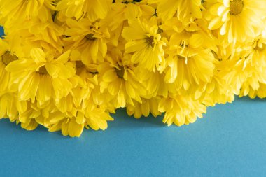 Sarı kasımpatı çiçekleri. Çiçek yakın plan. Mavi arka planda çiçek. Boşluğu kopyala.