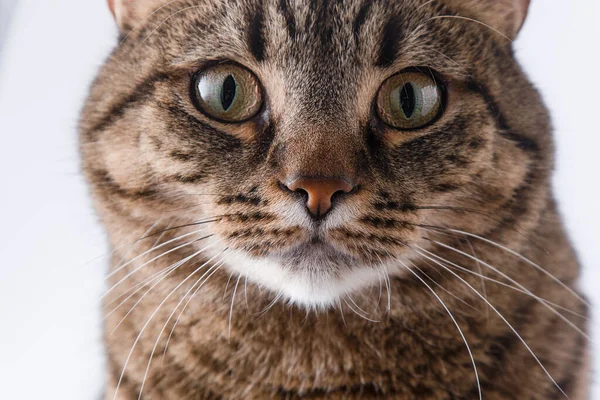 Närbild Porträtt Katt Katt Europeisk Skapa Blick Stommen Brun Grå — Stockfoto