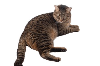 Cat isolated on white. A cat of a European breed looks. Brown gray striped fluffy. Pet. lying