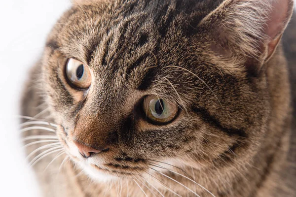 Close Portrait Cat Cat European Breed Looks Brown Gray Striped — Φωτογραφία Αρχείου