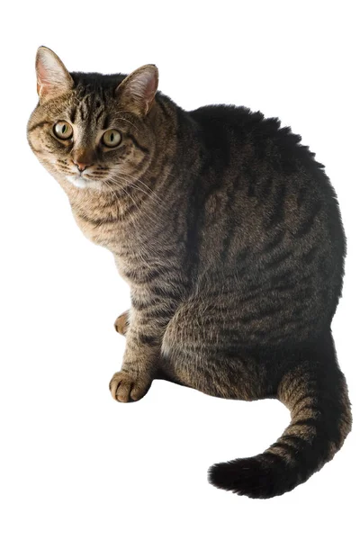 Katt Isolerad Vitt Katt Europeisk Skapa Utseende Brun Grå Randig — Stockfoto