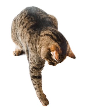 Kedi beyazı izole etti. Avrupalı bir kedi gibi görünüyor. Kahverengi gri kabarık tüylü. Evcil hayvan. Eğlenceli oyunlar. Pençe