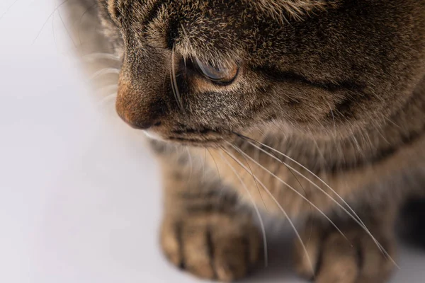 Close Portrait Cat Cat European Breed Looks Brown Gray Striped — стоковое фото