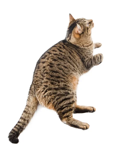 被白色隔离的猫 一只欧洲品种的猫 棕色条纹蓬松 — 图库照片