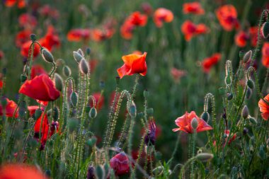 Haşhaş tarlası seçici odak noktası. Doğal yaz çiçekleri. Canlı kırmızı çiçek gelincikleri. Yabani çiçek tomurcukları. Gelincik çiçeği arkaplanı. Bitkisel özgürlük havası. Yaprak ve kır gelinciği çiçeği.