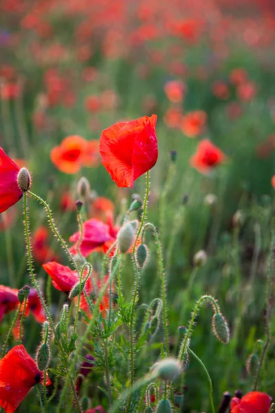 Fält Vallmo Selektivt Fokus Natur Sommar Vilda Blommor Levande Röd — Stockfoto