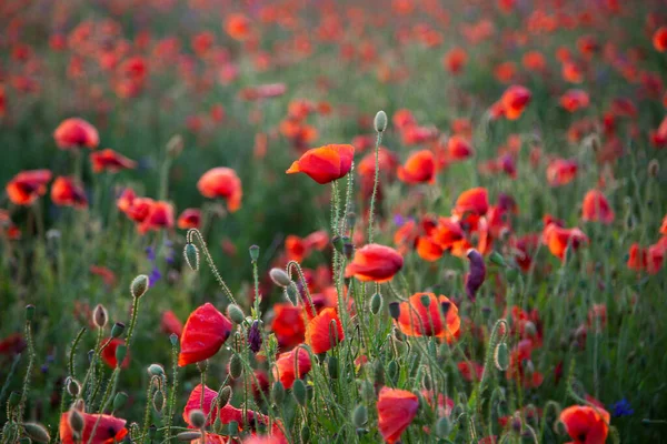 Pipacsok Szelektív Fókusza Természet Nyár Vad Virágok Élénk Vörös Virág — Stock Fotó