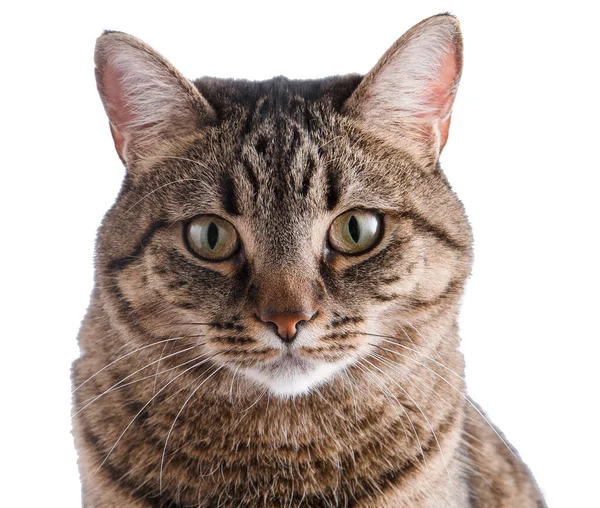 一只猫的特写 一只欧洲品种的猫盯着镜框看 棕色条纹蓬松 宠物狗 — 图库照片