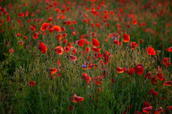 Маковое Поле Избирательного Фокуса Природа Летние Дикие Цветы Яркий Красный — стоковое фото