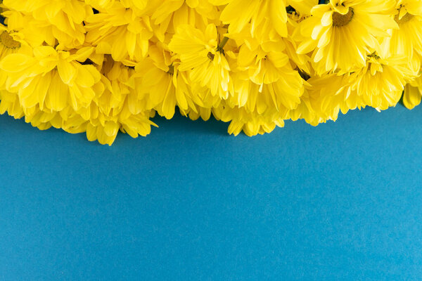 Yellow chrysanthemum flowers. Flower close-up. Floral flowers on blue background. Copy space.