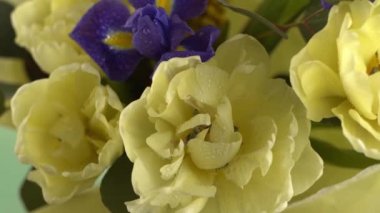 Spring bouquet of flowers. Irises, tulips, mimosa and eucalyptus. Yellow and blue flower. Bud close-up. Floral background. Purple iris, white double tulip. Gift. March mood.