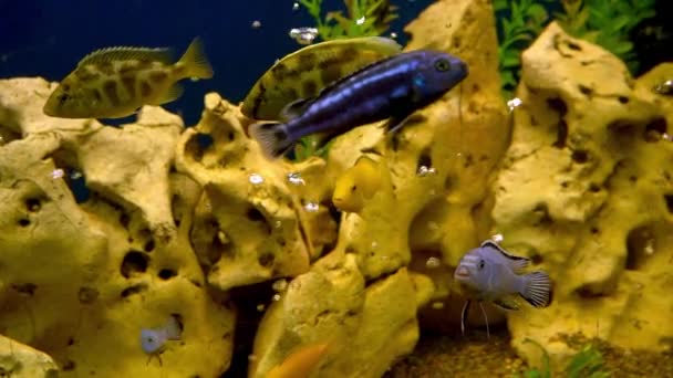 Bunte Fische Aquarium Der Heimische Fisch Schwimmt Ein Haustier Unterwasserwelt — Stockvideo