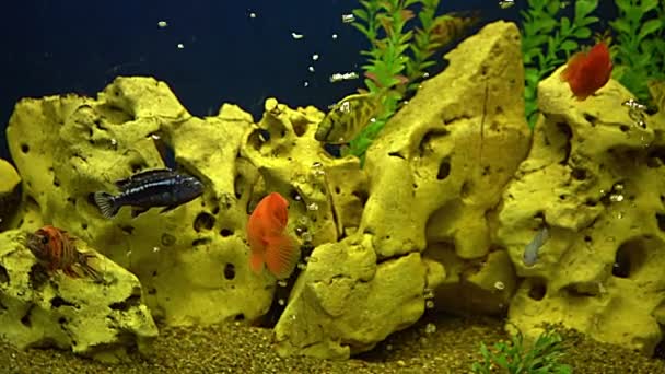 Цветные Рыбы Аквариуме Бытовая Рыба Плавает Животное Подводный Мир Дома — стоковое видео