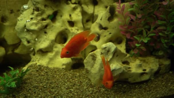 Кольорові Риби Акваріумі Домашня Риба Плаває Домашня Тварина Підводний Світ — стокове відео