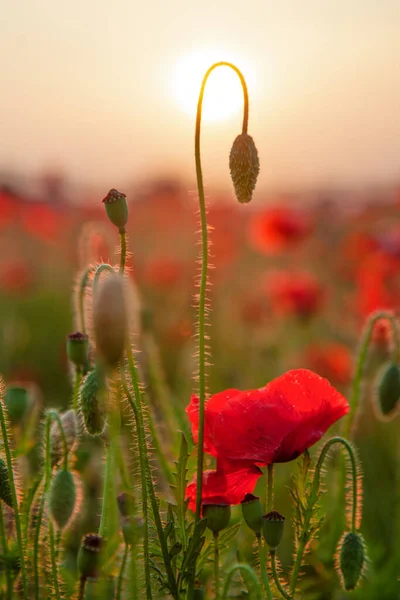 Feld Des Mohns Selektiven Fokus Natur Sommer Wildblumen Leuchtend Rote — Stockfoto