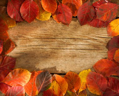 Sonbahar arkaplanı. Çerçeve. Uzayı kopyala Kırmızı, ahşap arka plandaki ağaçlardan portakal yaprakları. Önder yaprağı.