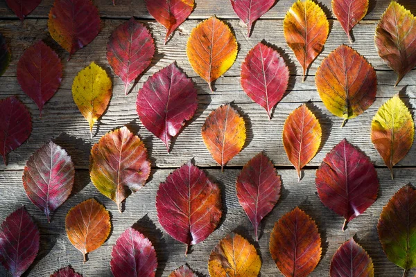 stock image Autumn background. Red, orange leaves from trees on a wooden background. Alder leaf.