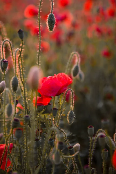 Pole Maku Selektywne Skupienie Natura Lato Dzikie Kwiaty Żywy Czerwony — Zdjęcie stockowe