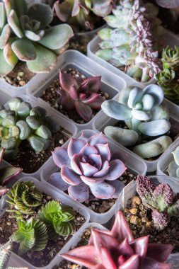 Farklı karışımlardan oluşan sulu bir üst görünüm. Bahçıvanlık. Haworthia ve Aloe, Crassula Sedum, Echeveria Kalanchoe. Mini çiçek yetiştir. Kaktüs evi yeşil sulu. Çiçekler arka plan Bitki tropikal dokusu