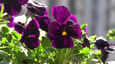 Mor mor ibneler rüzgarda sallanıyor. Bahçe arka planı. Balkonda bir saksıda nonoş Viola çiçeği yetiştir. Bahar geldi. Güneşli bir gün. Bahçıvanlık.