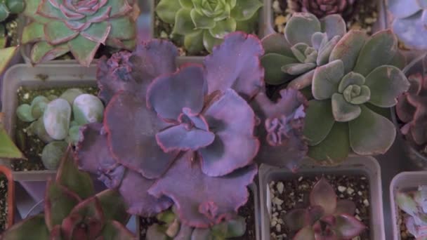 Een Set Van Verschillende Mix Succulents Bovenaanzicht Tuinieren Haworthia Aloe — Stockvideo
